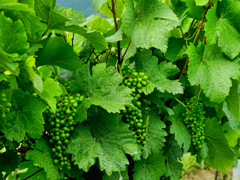 Vines js--wp-2